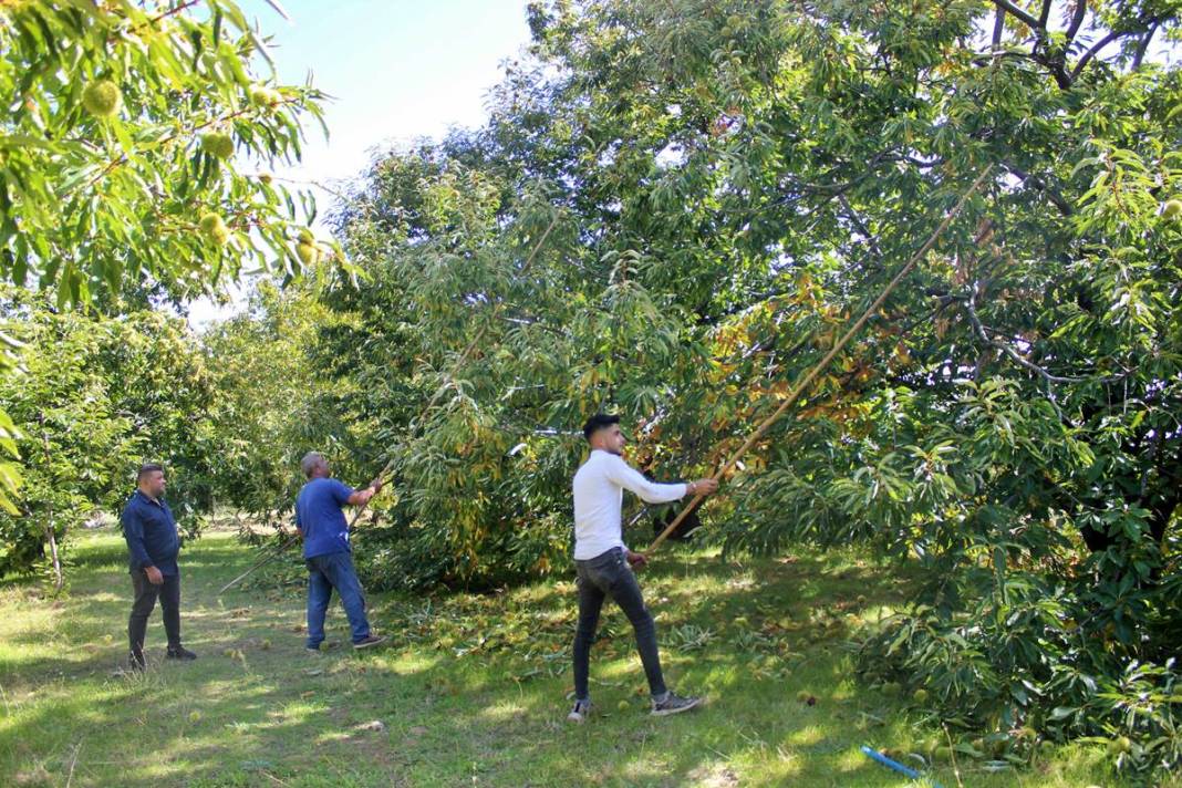 İlk ürün o kentte toplanıyor: Arapların yeni gözdesi! Yurt dışına ihraç ediliyor 2